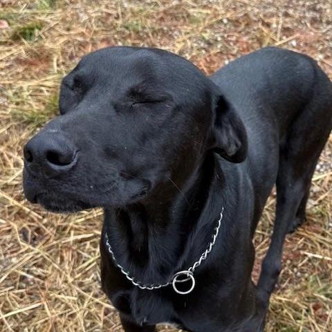 Jett Knox thumbnail 2