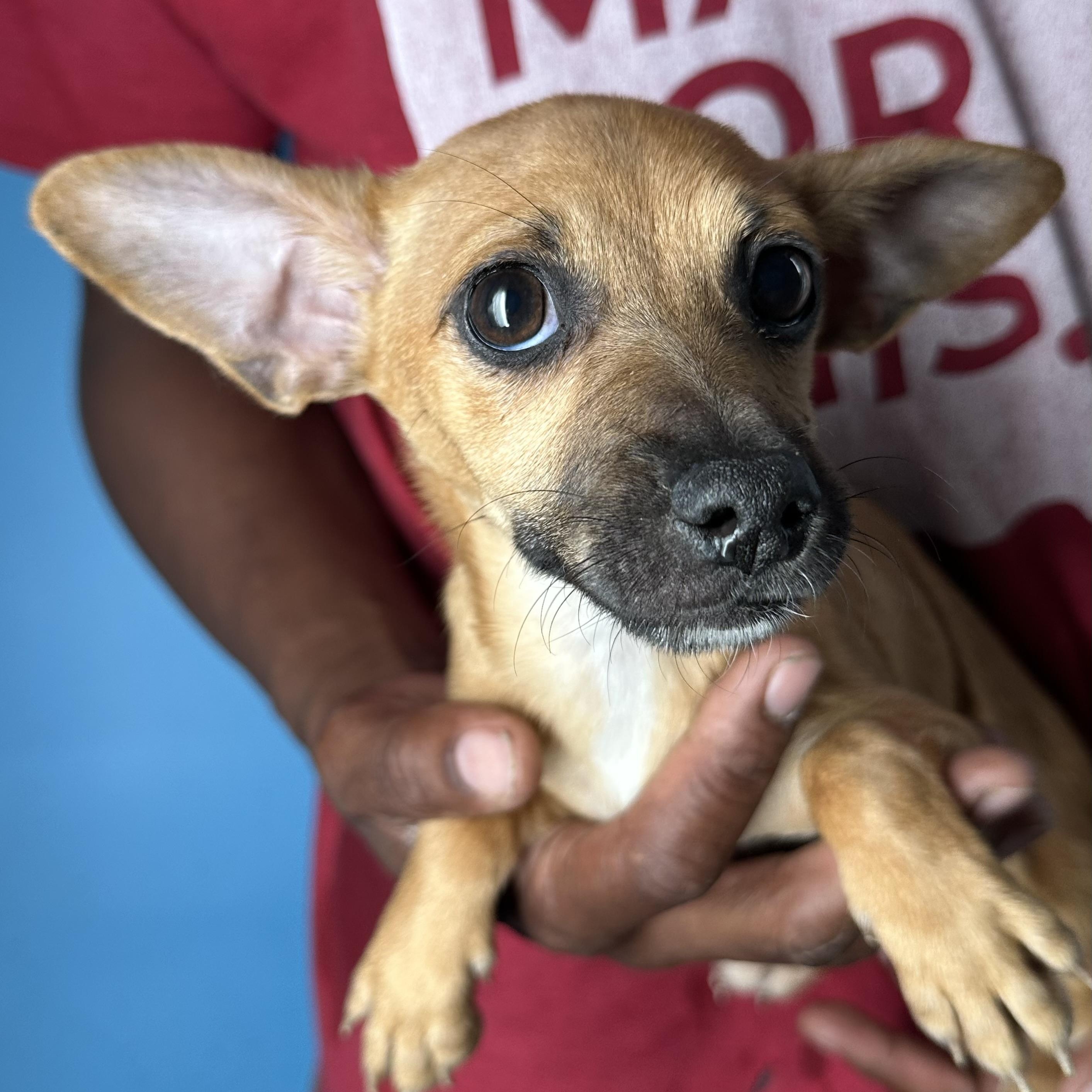 Enlarge Alonzo - Local April 10-12, an adoptable mixed breed in North Smithfield, RI image 4/5