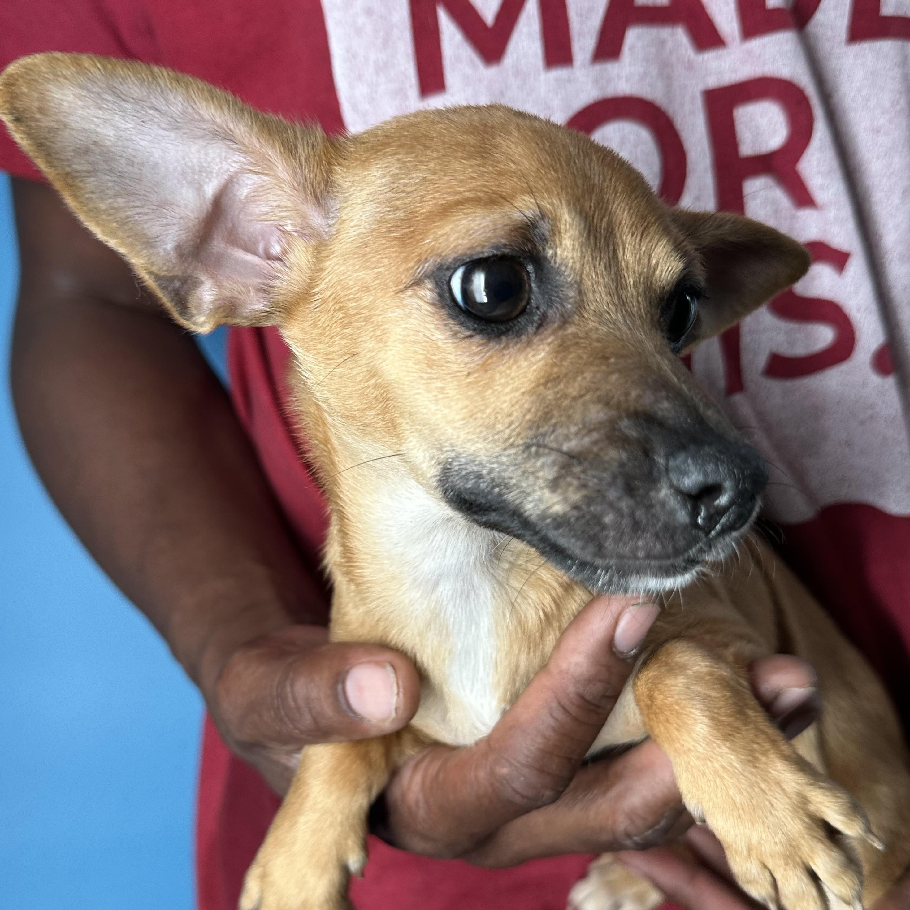 Enlarge Alonzo - Local April 10-12, an adoptable mixed breed in North Smithfield, RI image 2/5