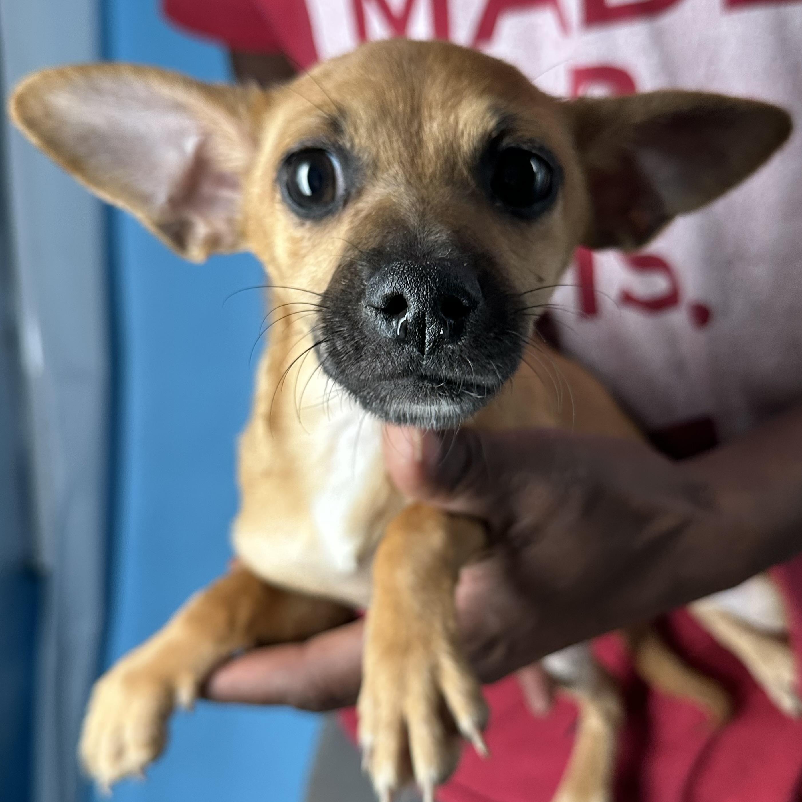 Enlarge Alonzo - Local April 10-12, an adoptable mixed breed in North Smithfield, RI image 3/5