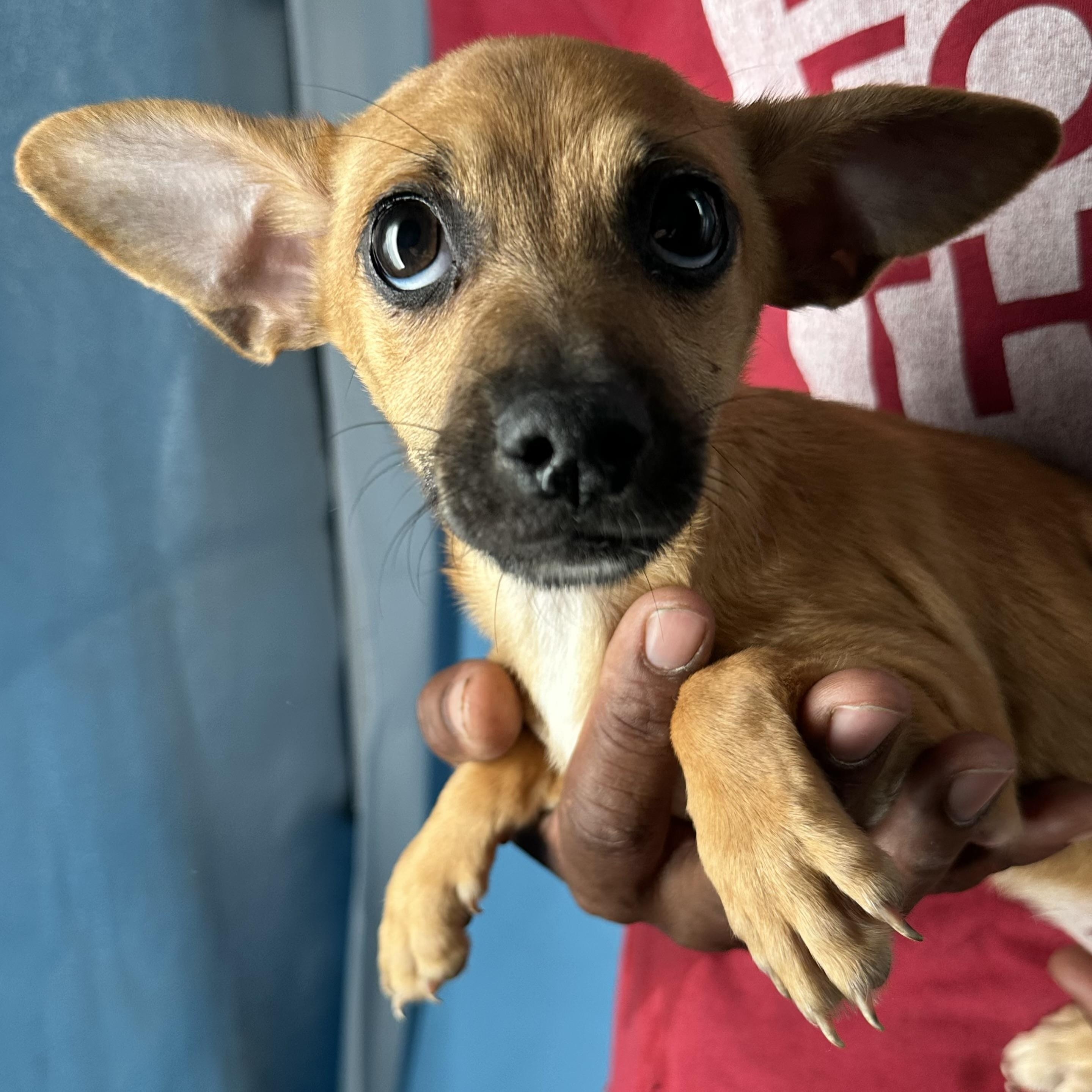 Enlarge Alonzo - Local April 10-12, an adoptable mixed breed in North Smithfield, RI image 1/5