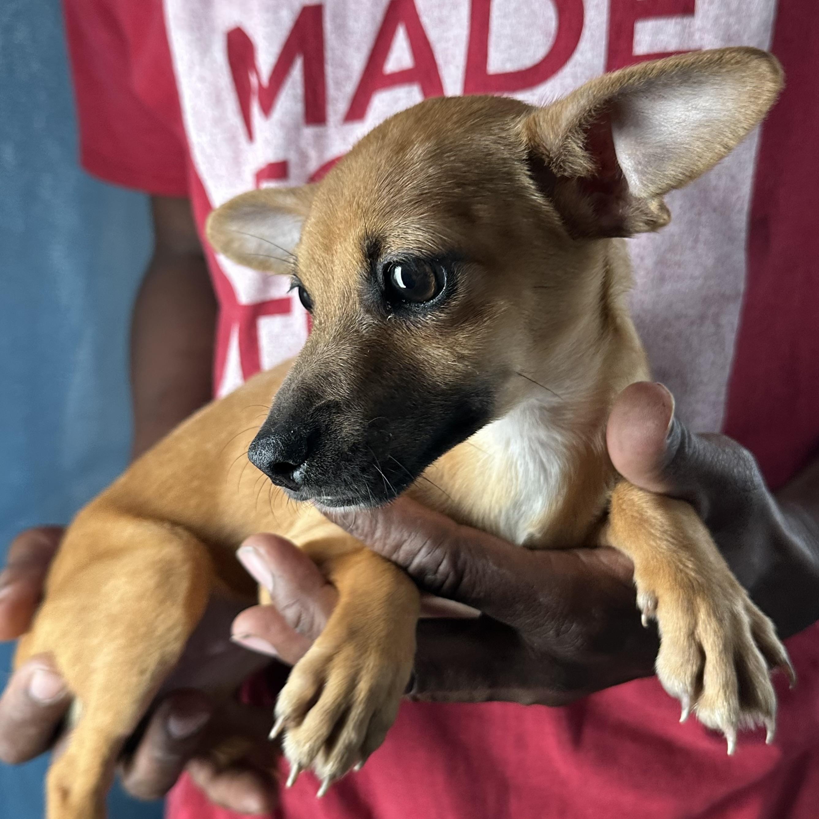 Enlarge Alonzo - Local April 10-12, an adoptable mixed breed in North Smithfield, RI image 5/5