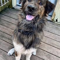 Enlarge Spikey, a Adoptable Mixed Breed in Leavenworth, KS image 1/2