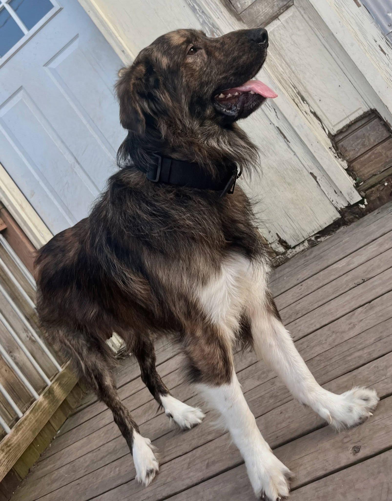 Enlarge Spikey, a Adoptable Mixed Breed in Leavenworth, KS image 2/2
