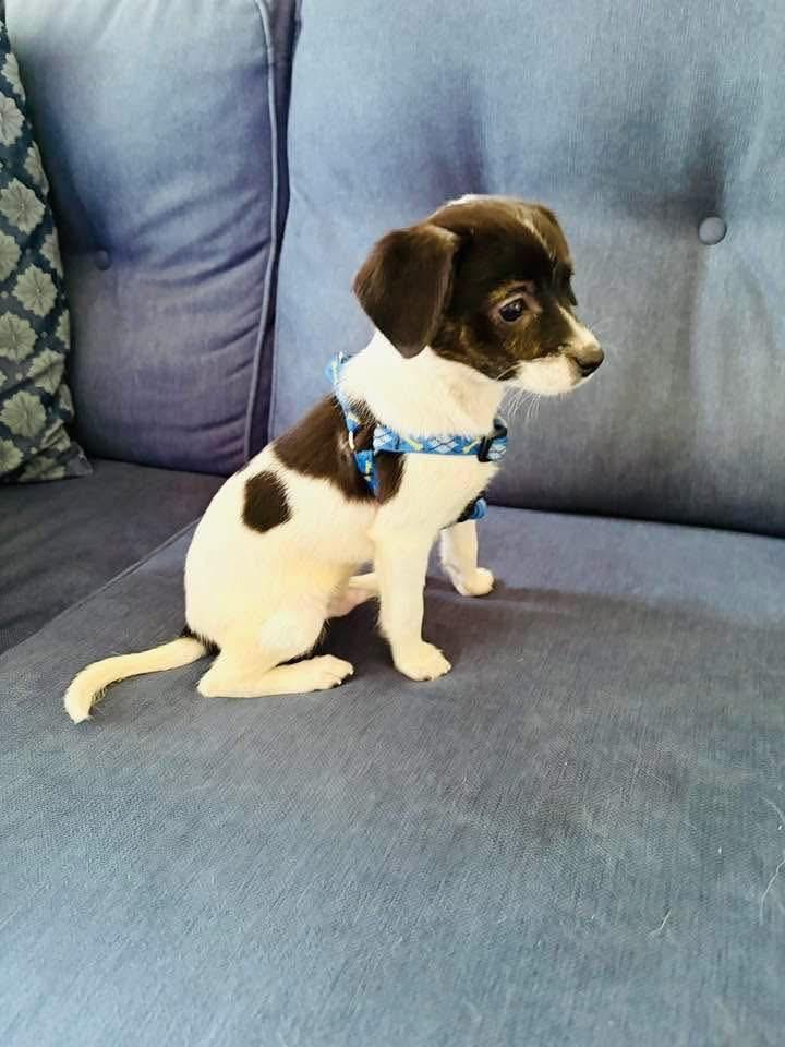 Enlarge Oreo, a ADOPTABLE mixed breed in Woodbury, NJ image 2/2