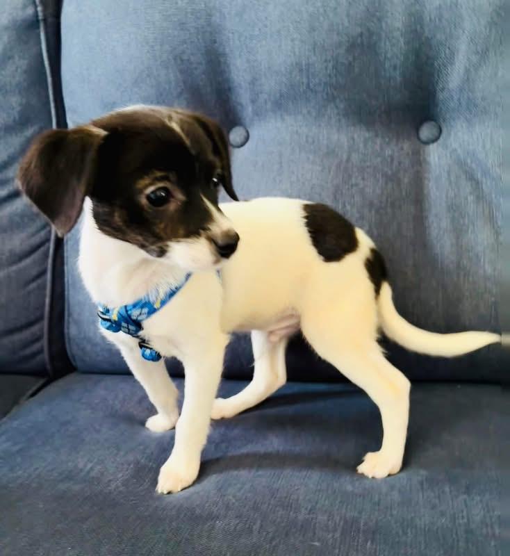 Enlarge Oreo, a ADOPTABLE mixed breed in Woodbury, NJ image 1/2