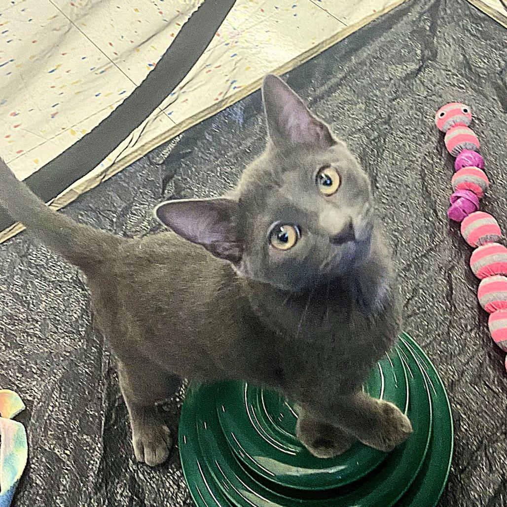 Mavi, Adoptable, Young Male Domestic Short Hair.