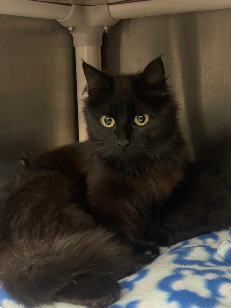 Little, ADOPTABLE, Adult Female Domestic Medium Hair.