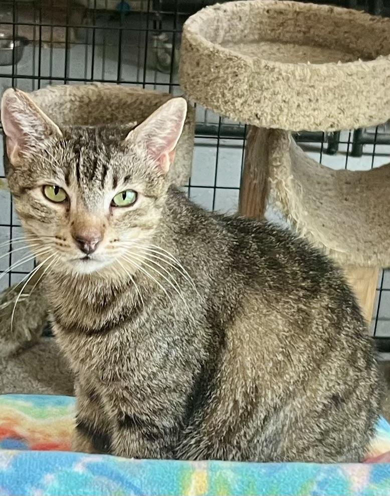 Enlarge Johnny, an adopted Domestic Short Hair in Gilroy, CA image 1/1