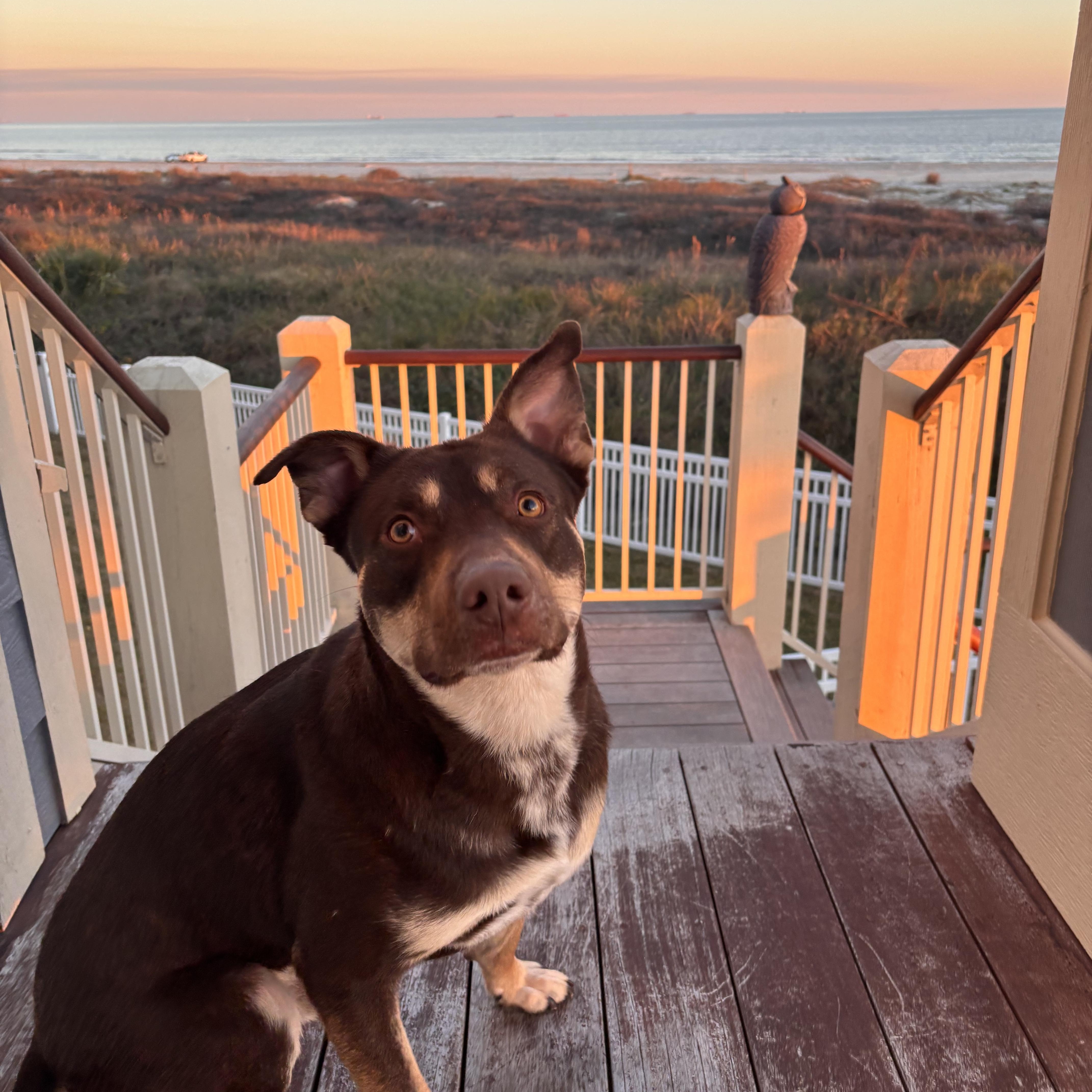 Enlarge Toms, a Adoptable Australian Kelpie in Spring, TX image 6/6