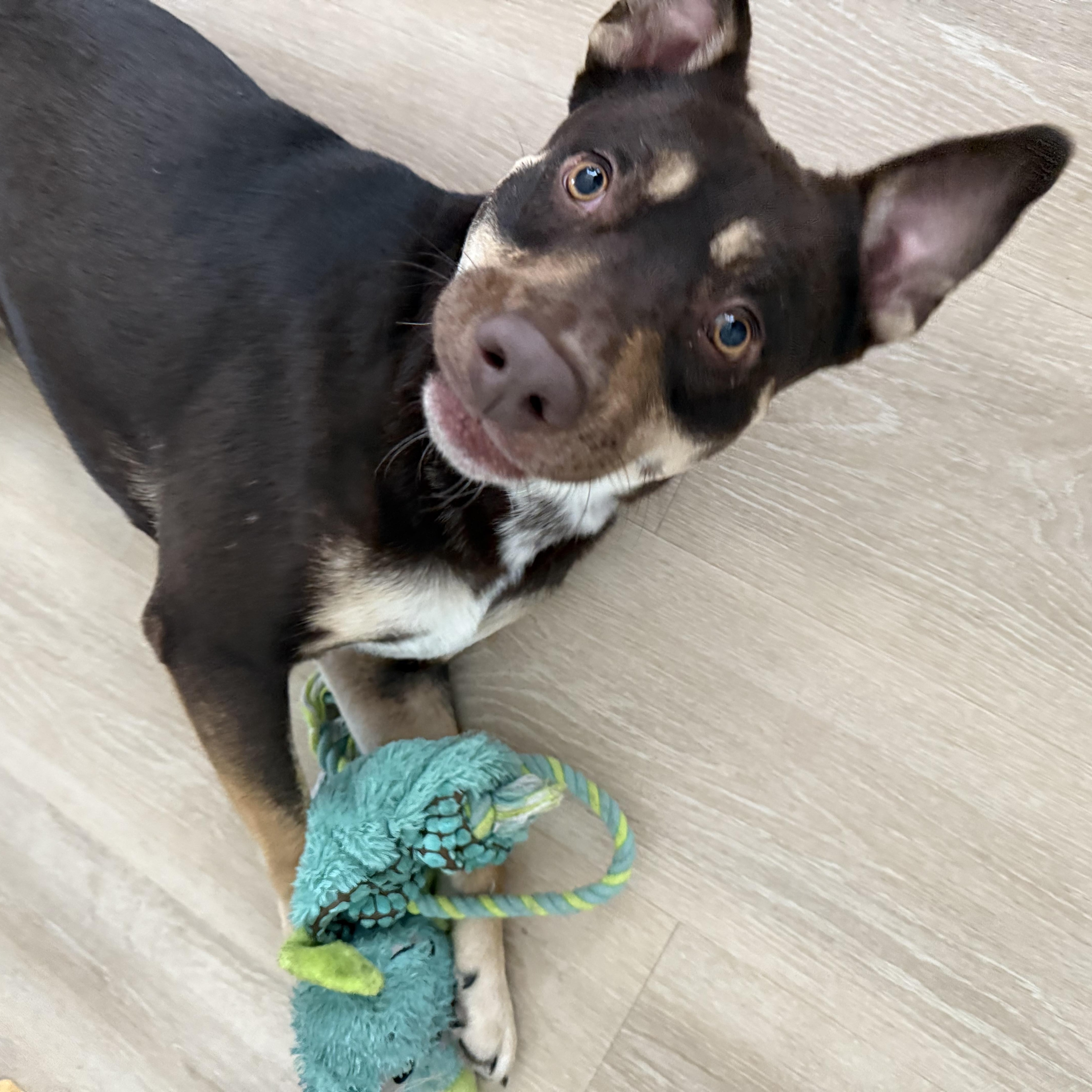 Enlarge Toms, a Adoptable Australian Kelpie in Spring, TX image 5/6