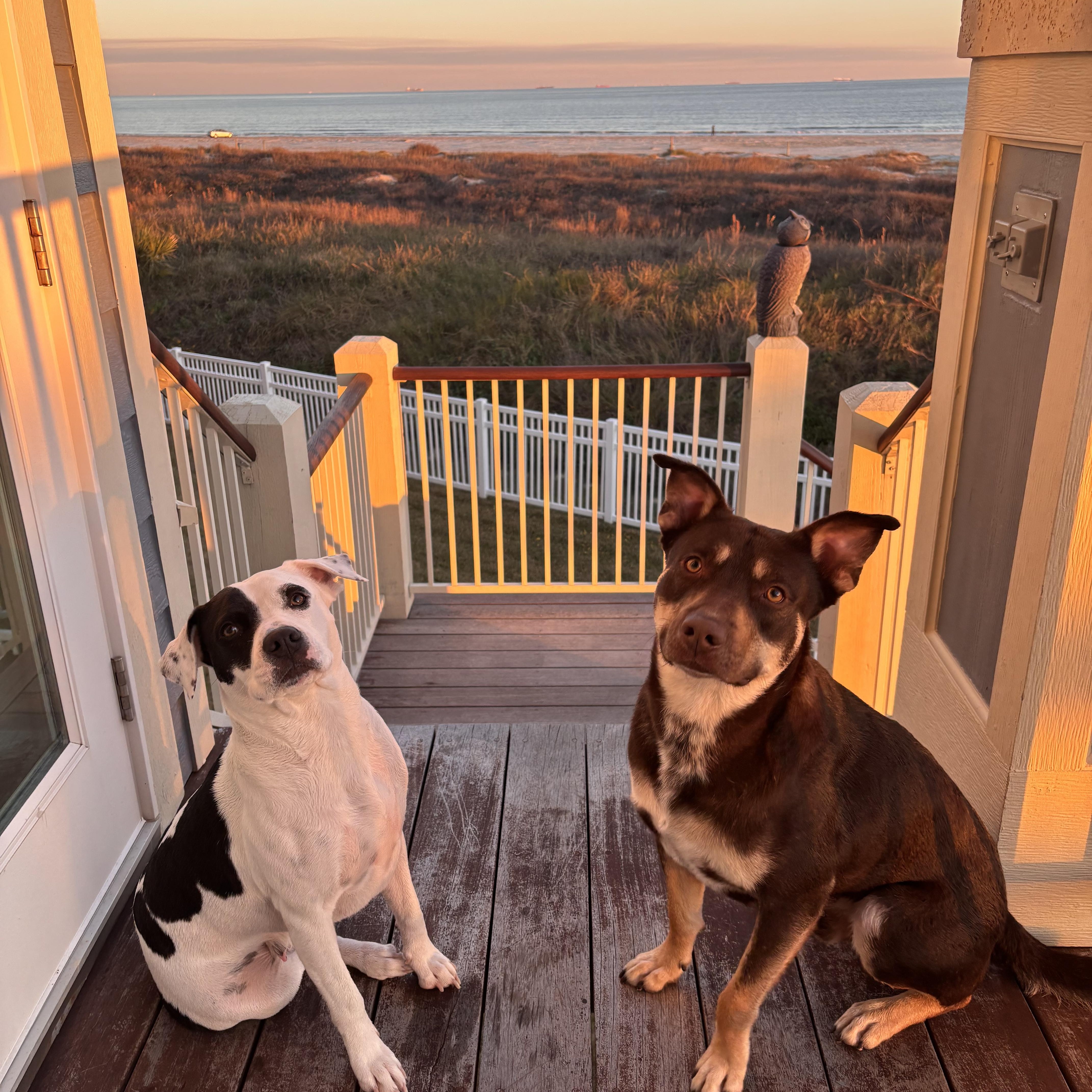 Enlarge Toms, a Adoptable Australian Kelpie in Spring, TX image 3/6
