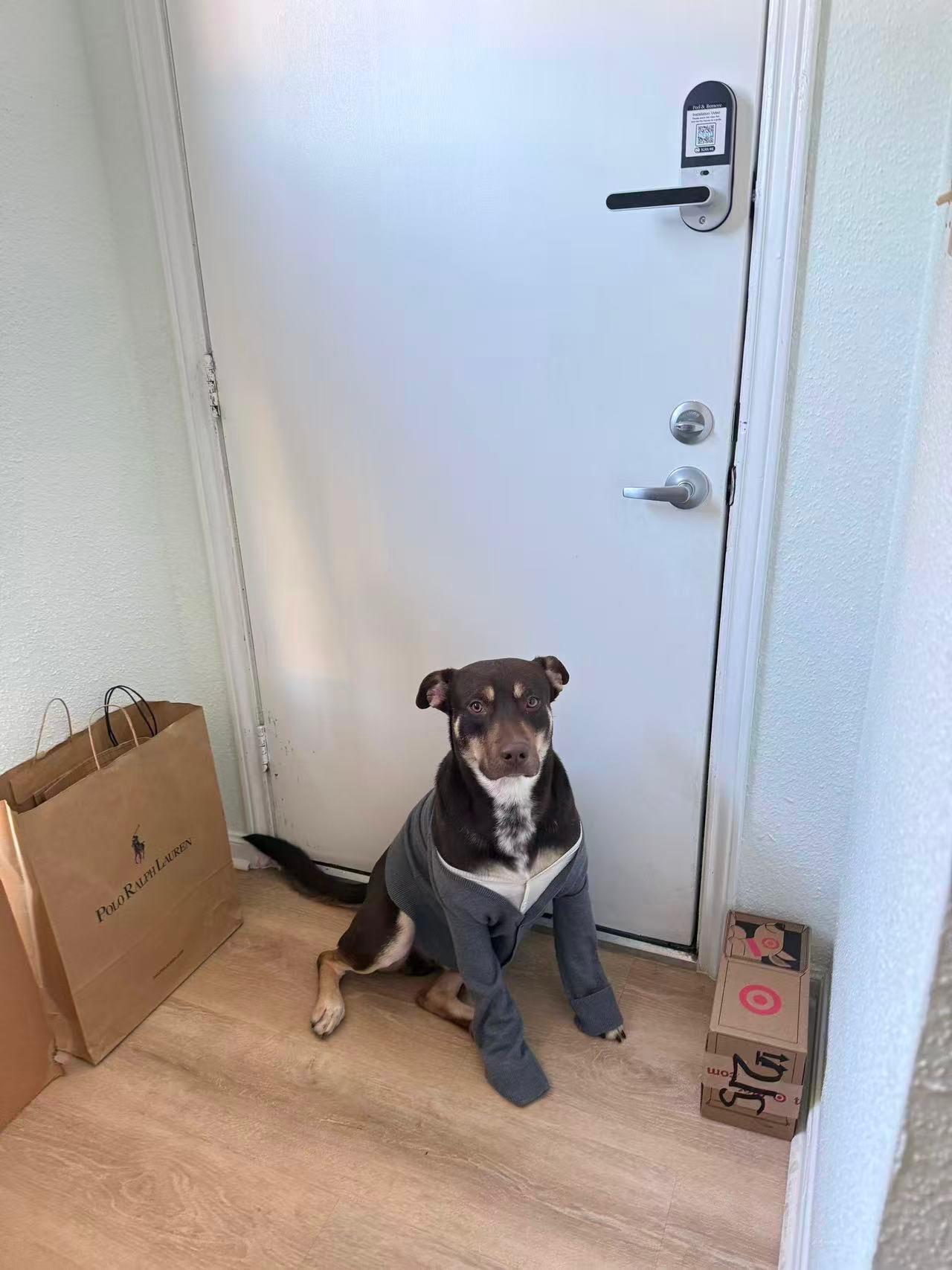 Enlarge Toms, a Adoptable Australian Kelpie in Spring, TX image 2/6