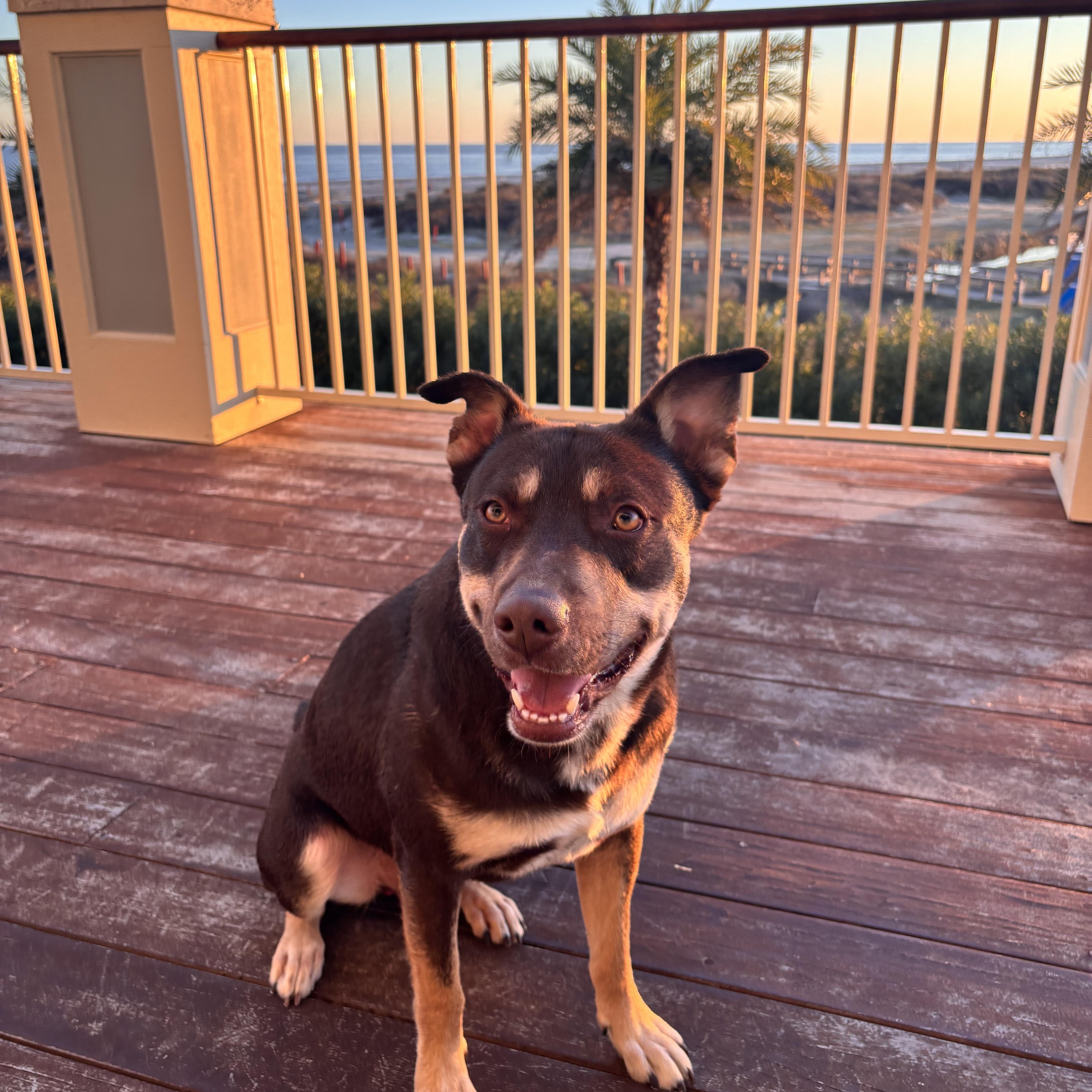 Enlarge Toms, a Adoptable Australian Kelpie in Spring, TX image 1/6