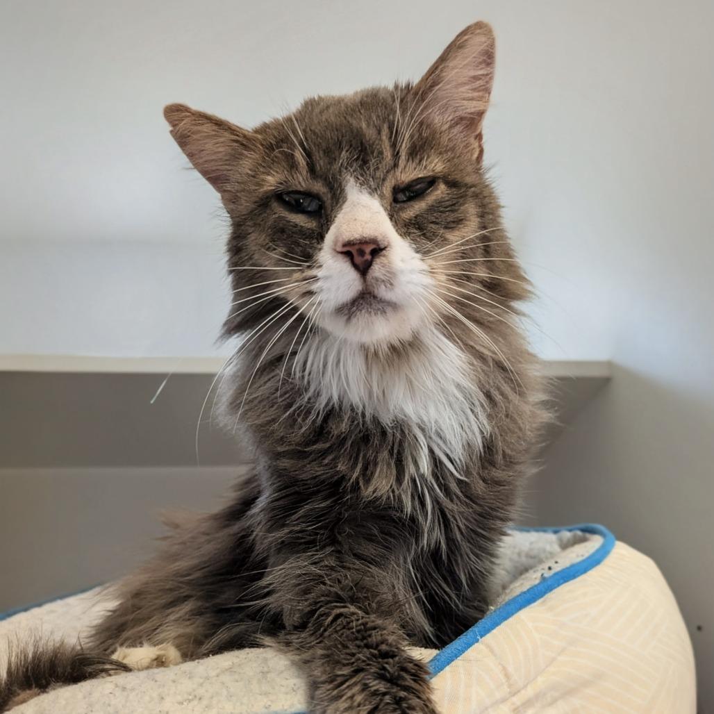 Enlarge Rob Zombie, a Adoptable Domestic Medium Hair in Salt Lake City, UT image 1/4