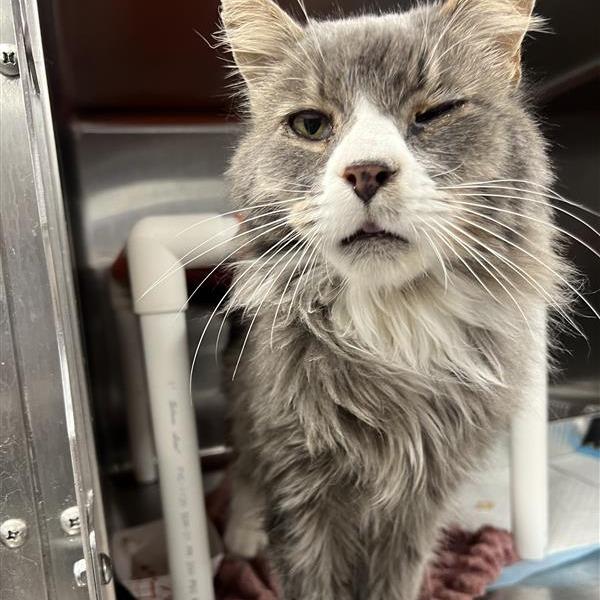 Enlarge Rob Zombie, a Adoptable Domestic Medium Hair in Salt Lake City, UT image 3/4