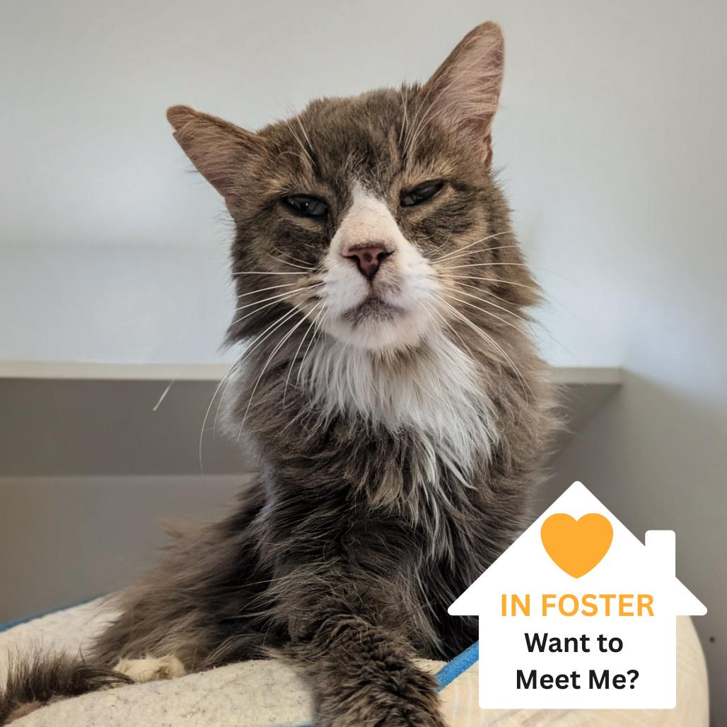 Enlarge Rob Zombie, a Adoptable Domestic Medium Hair in Salt Lake City, UT image 4/4