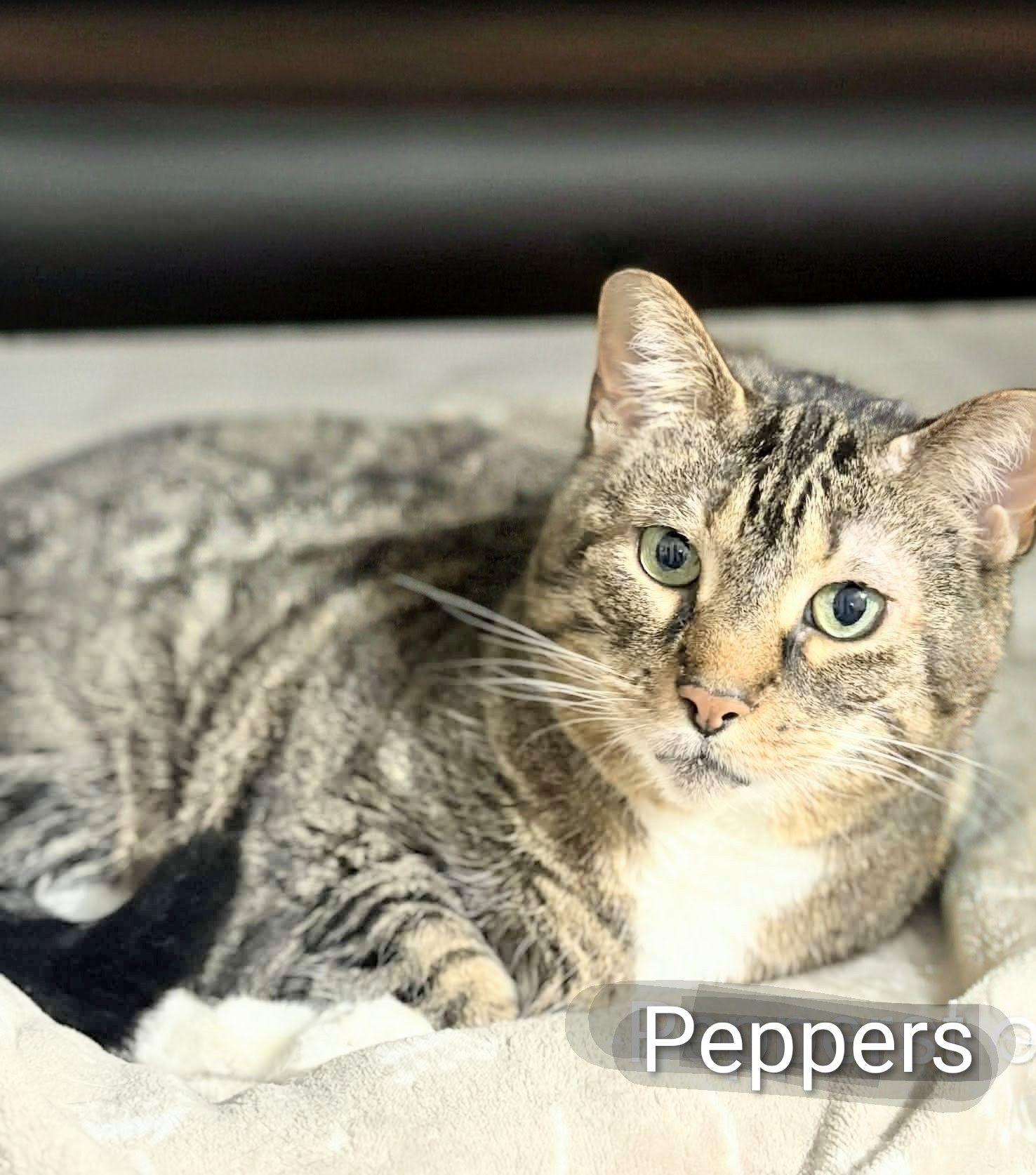 Peppers, ADOPTABLE, Senior Female Domestic Short Hair.