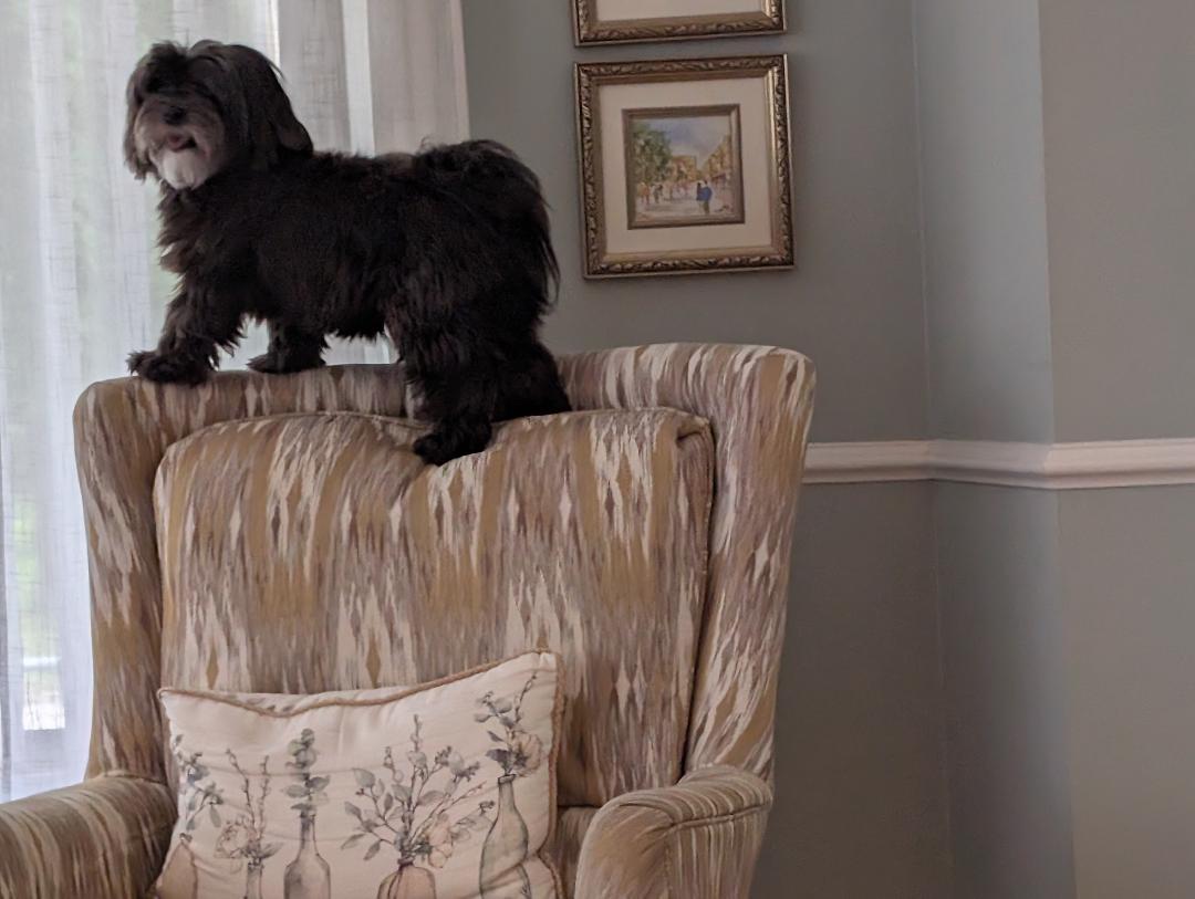 Enlarge Olive in Mainistee, Michigan, a Adoptable Havanese in Mainistee, MI image 2/6