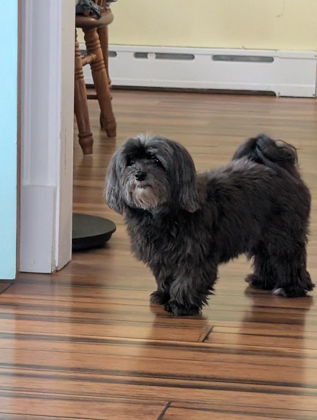 Enlarge Olive in Mainistee, Michigan, a Adoptable Havanese in Mainistee, MI image 4/6