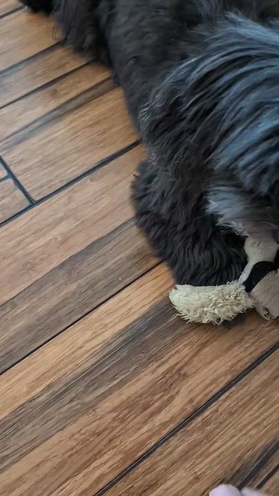 Enlarge Olive in Mainistee, Michigan, a Adoptable Havanese in Mainistee, MI video 5/6