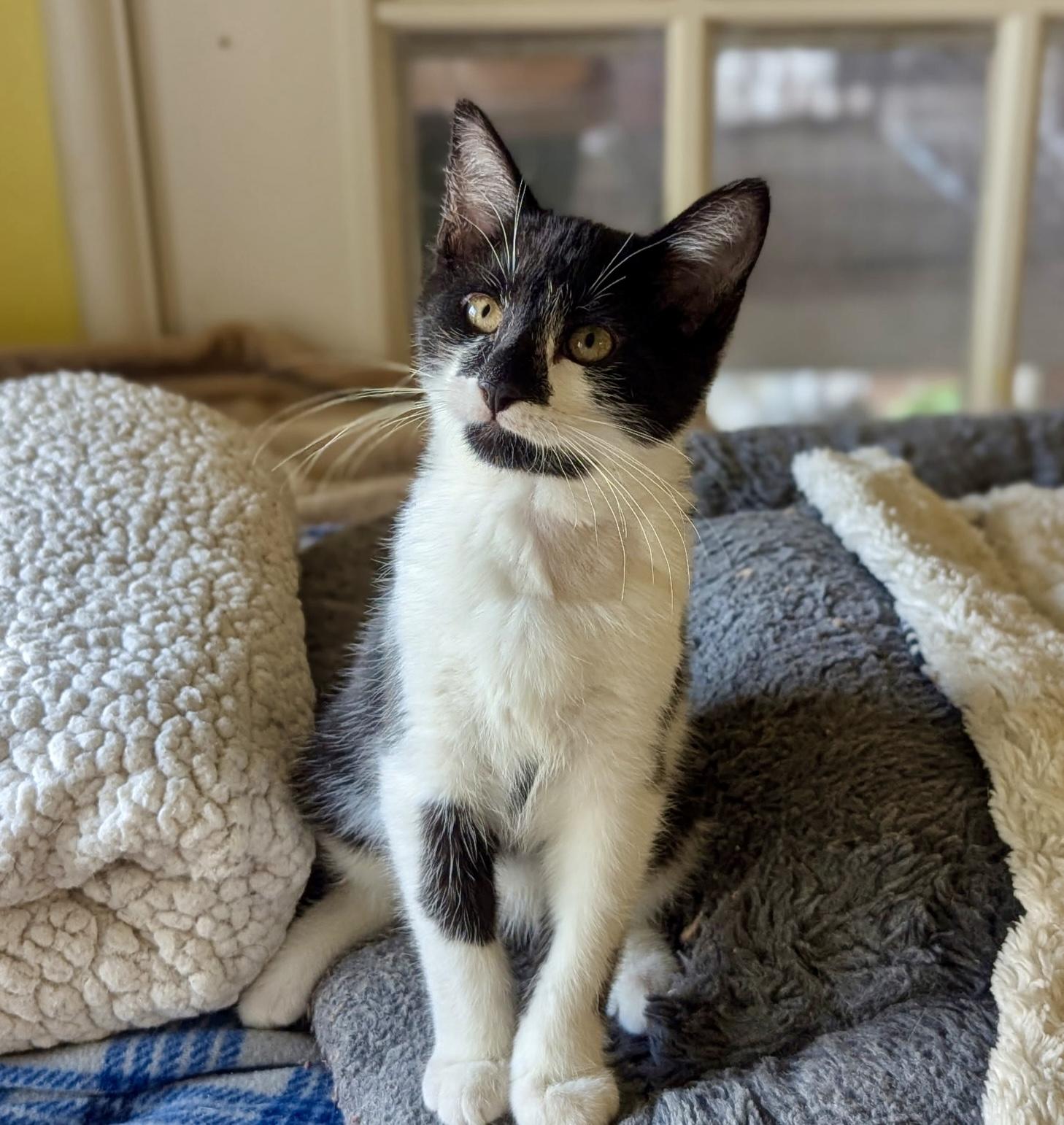 Enlarge Myles, a Adoptable mixed breed in Liverpool, NY image 3/3