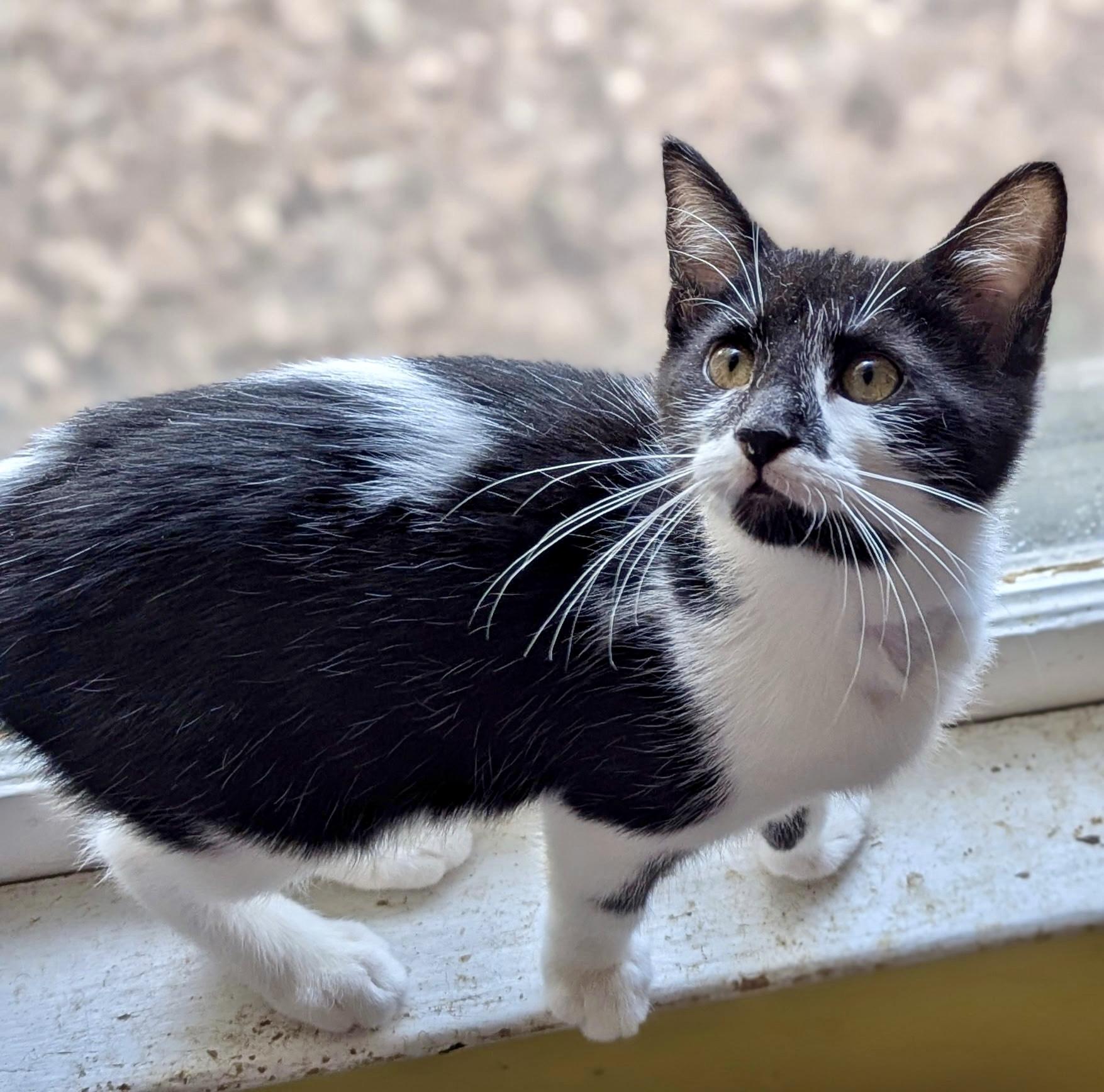 Myles, Adoptable, Kitten Male Domestic Short Hair.
