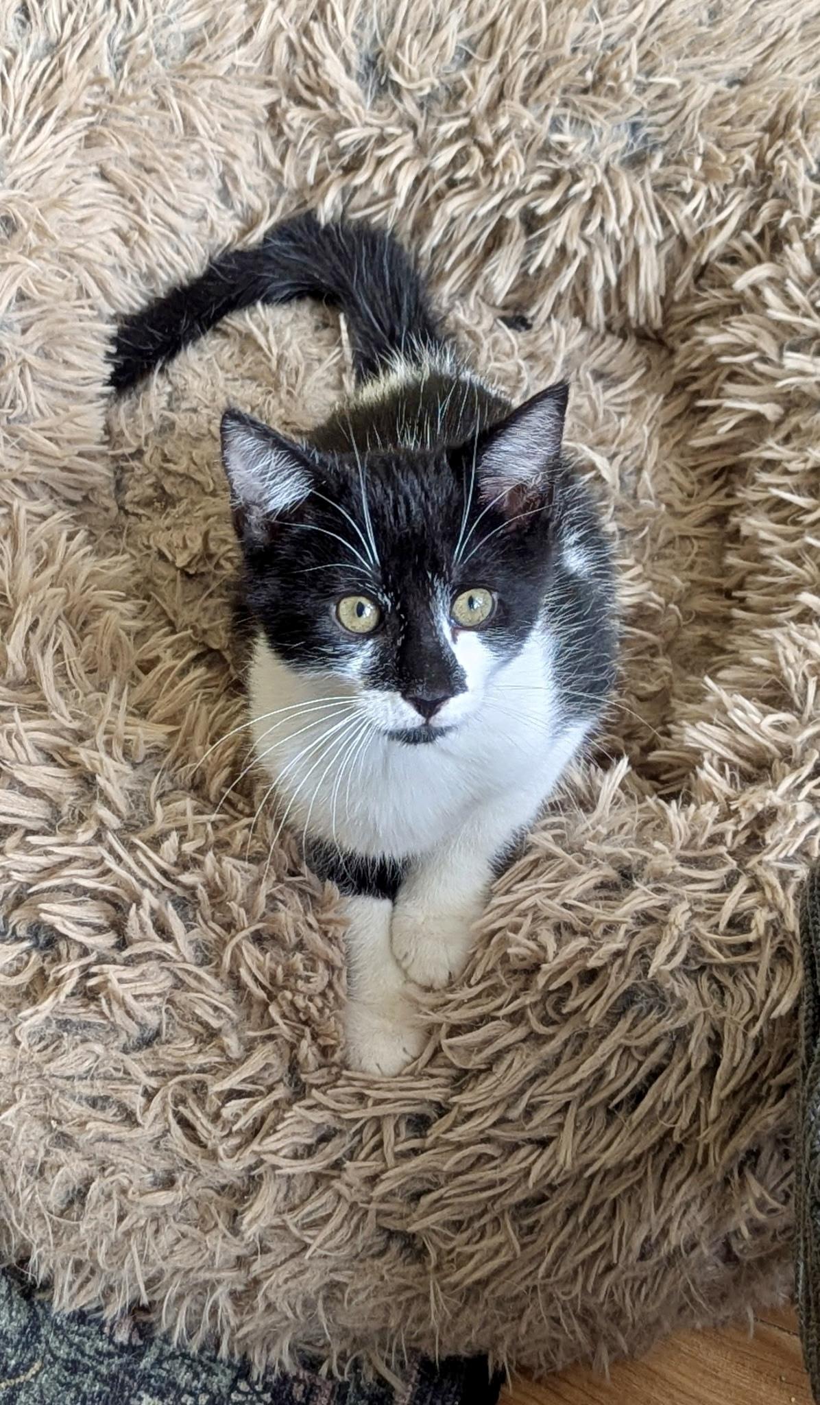 Myles, Adoptable, Kitten Male Domestic Short Hair.