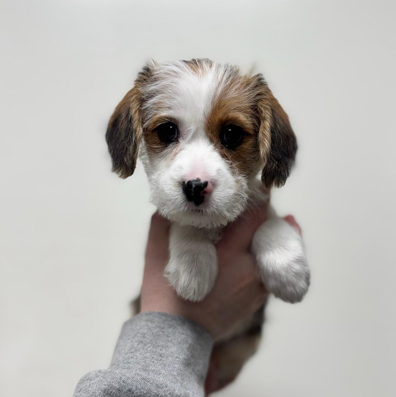 Jane , adopted, Puppy Female Terrier.