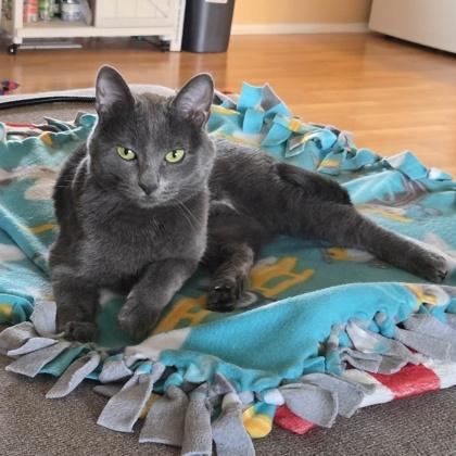 Coral, Adoptable, Young Female Domestic Short Hair & Domestic Short Hair.