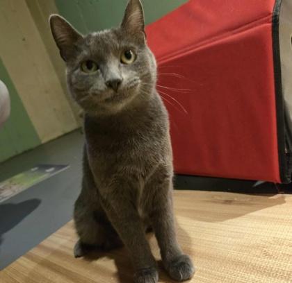 Coral, a Adoptable Domestic Short Hair in Elk Grove Village, IL image 1/3