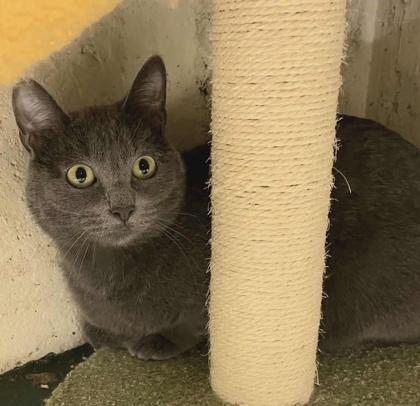 Coral, a Adoptable Domestic Short Hair in Elk Grove Village, IL image 2/3