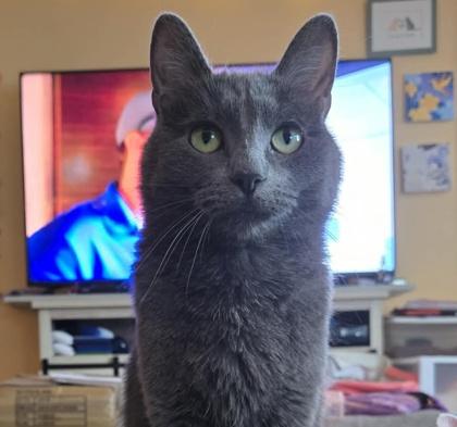 Enlarge Coral, a Adoptable Domestic Short Hair in Elk Grove Village, IL image 2/3