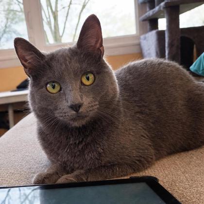 Enlarge Coral, a Adoptable Domestic Short Hair in Elk Grove Village, IL image 3/3
