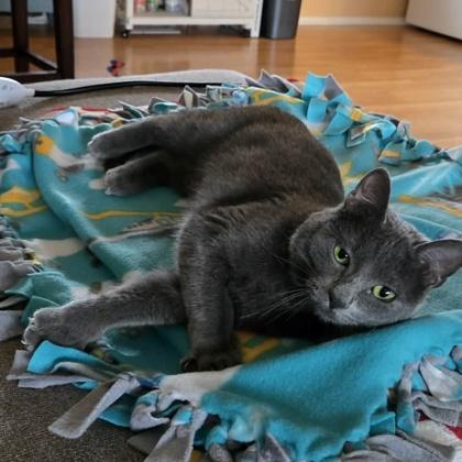 Enlarge Coral, a Adoptable Domestic Short Hair in Elk Grove Village, IL image 3/3