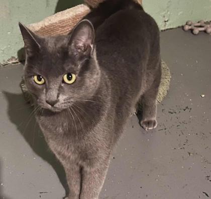 Coral, a Adoptable Domestic Short Hair in Elk Grove Village, IL image 3/3