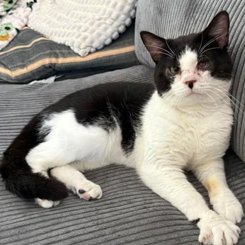 0426-149 Hank, Adoptable, Adult Male Domestic Short Hair.