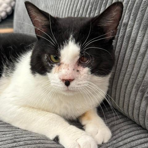 0426-149 Hank, a Adoptable Domestic Short Hair in Abingdon, MD image 2/2