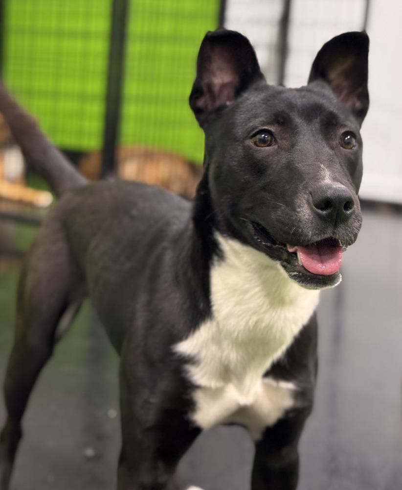 Kate, a Adoptable mixed breed in Naperville, IL image 1/6