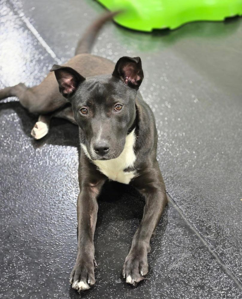 Kate, a Adoptable mixed breed in Naperville, IL image 2/6