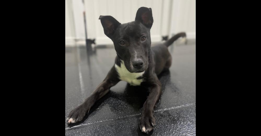 Kate, a Adoptable mixed breed in Naperville, IL image 3/6