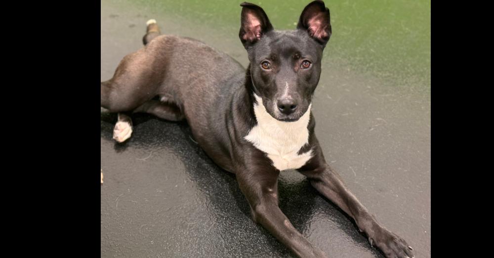 Kate, a Adoptable mixed breed in Naperville, IL image 4/6