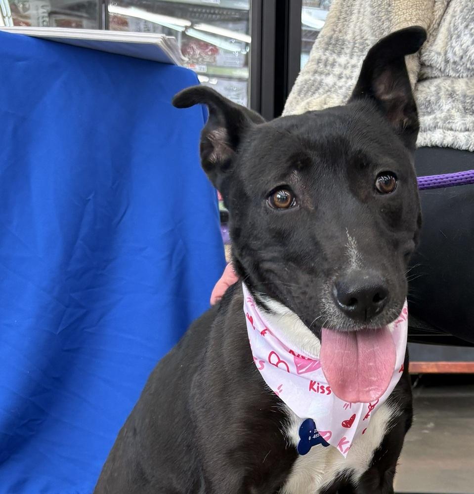 Kate, a Adoptable mixed breed in Naperville, IL image 5/6