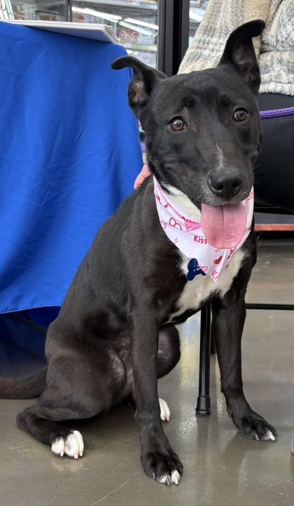 Kate, a Adoptable mixed breed in Naperville, IL image 6/6