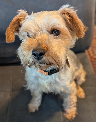 Sadie - Bonded Pair, Adoptable, Young Female Yorkie Poo.