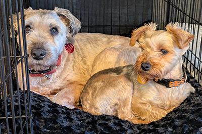 Sadie - Bonded Pair, a Adoptable Yorkie Poo in Miamisburg, OH image 3/4