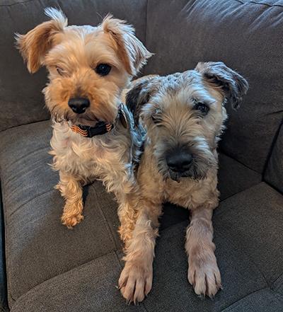 Sadie - Bonded Pair, a Adoptable Yorkie Poo in Miamisburg, OH image 4/4