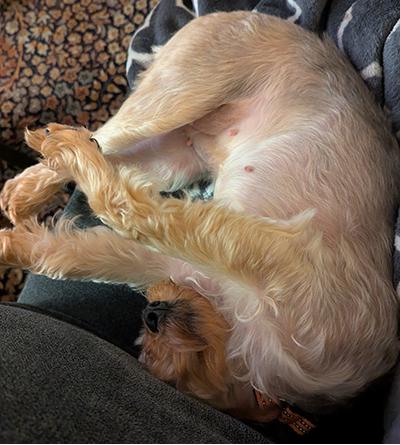 Sadie - Bonded Pair, a Adoptable Yorkie Poo in Miamisburg, OH image 2/4