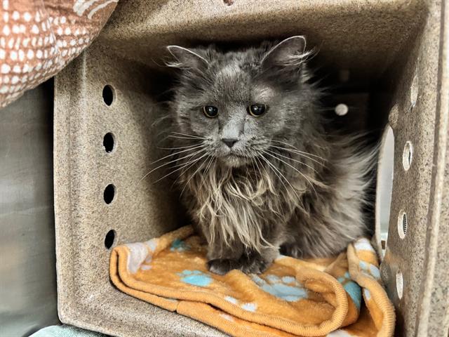 Enlarge ASHLYN, a Adoptable Domestic Long Hair in Colorado Springs, CO image 1/1