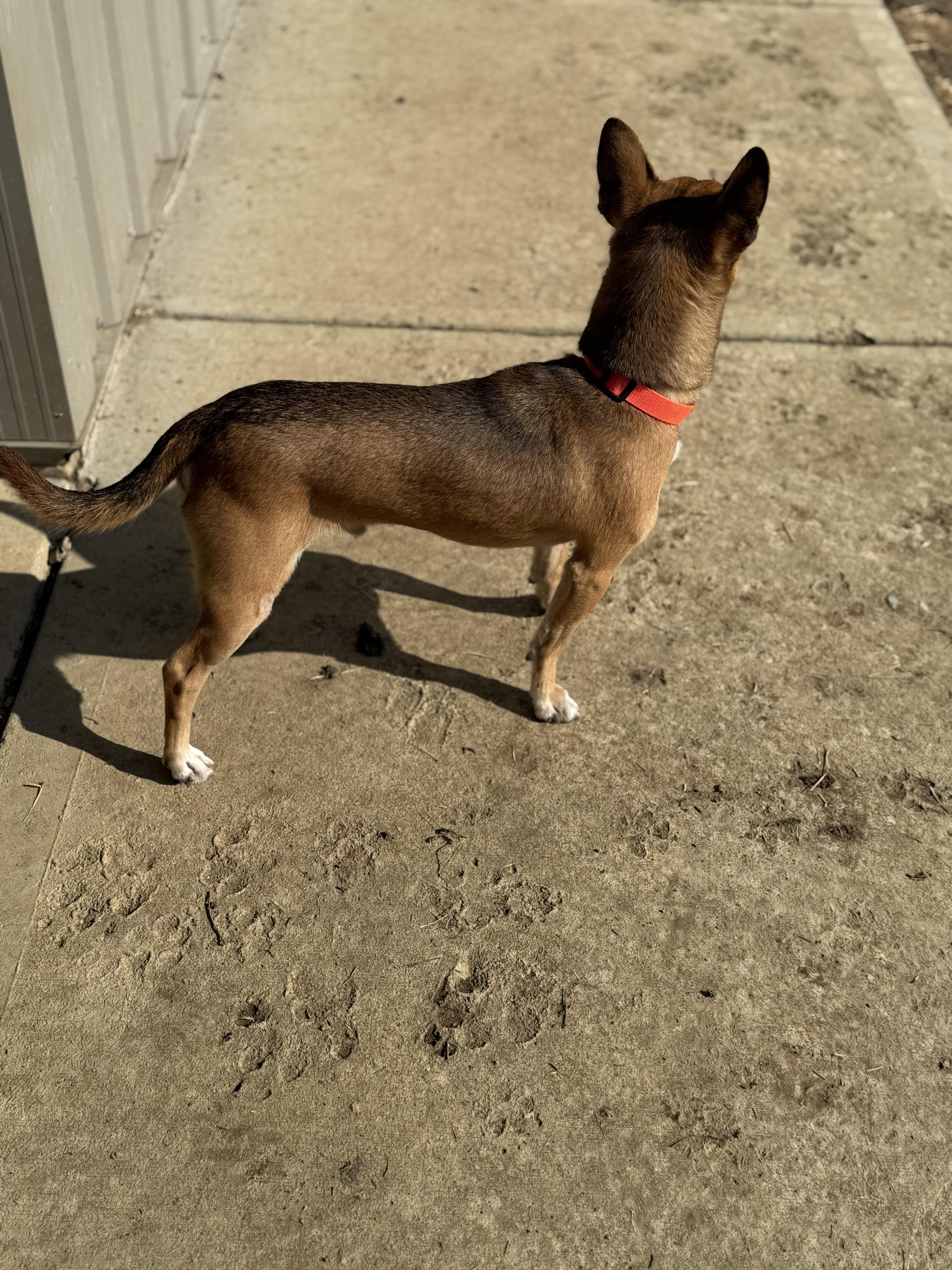 Enlarge Dobby, a ADOPTABLE mixed breed in Brazil, IN image 3/3